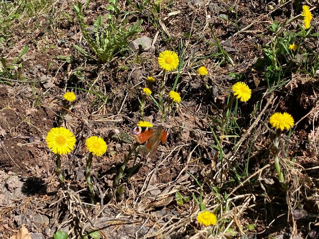 Bernardýni, krpály a byliny… Vítejte v Javořích horách
