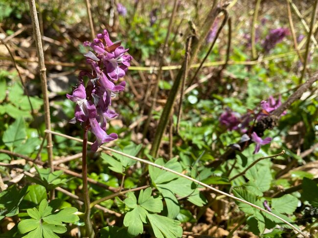 Bernardýni, krpály a byliny… Vítejte v Javořích horách