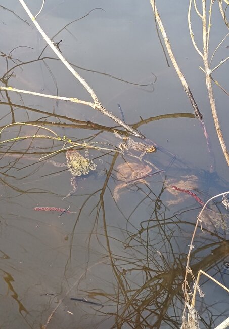 Většina žab si pamatuje, kde se narodila