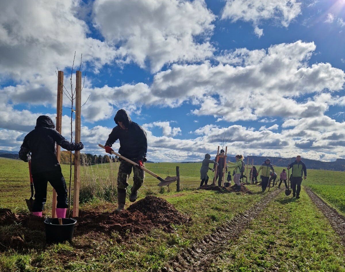 Během podzimu se na Broumovsku opět sázely stromy