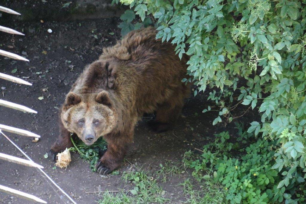 Ludvík a Dáša se musí hýbat - náchodským medvědům se změnilo krmení
