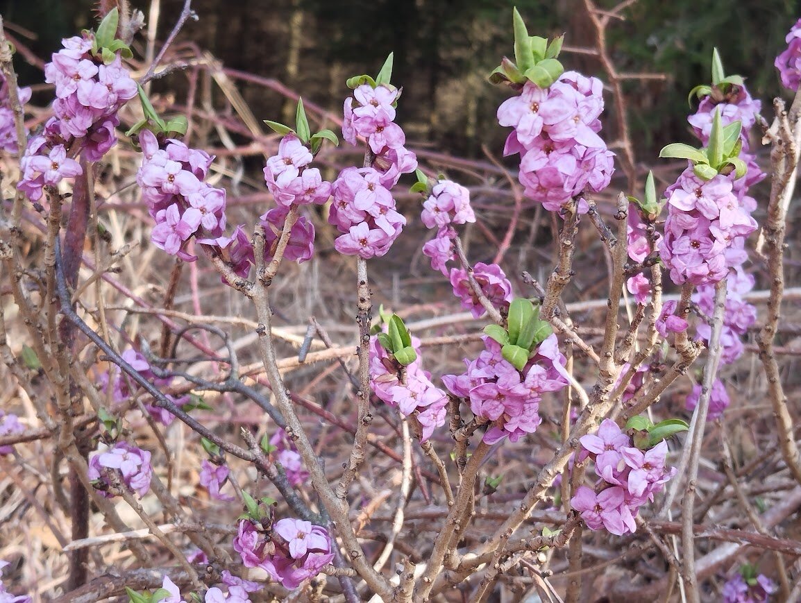 Lýkovec – voňavý posel brzkého jara