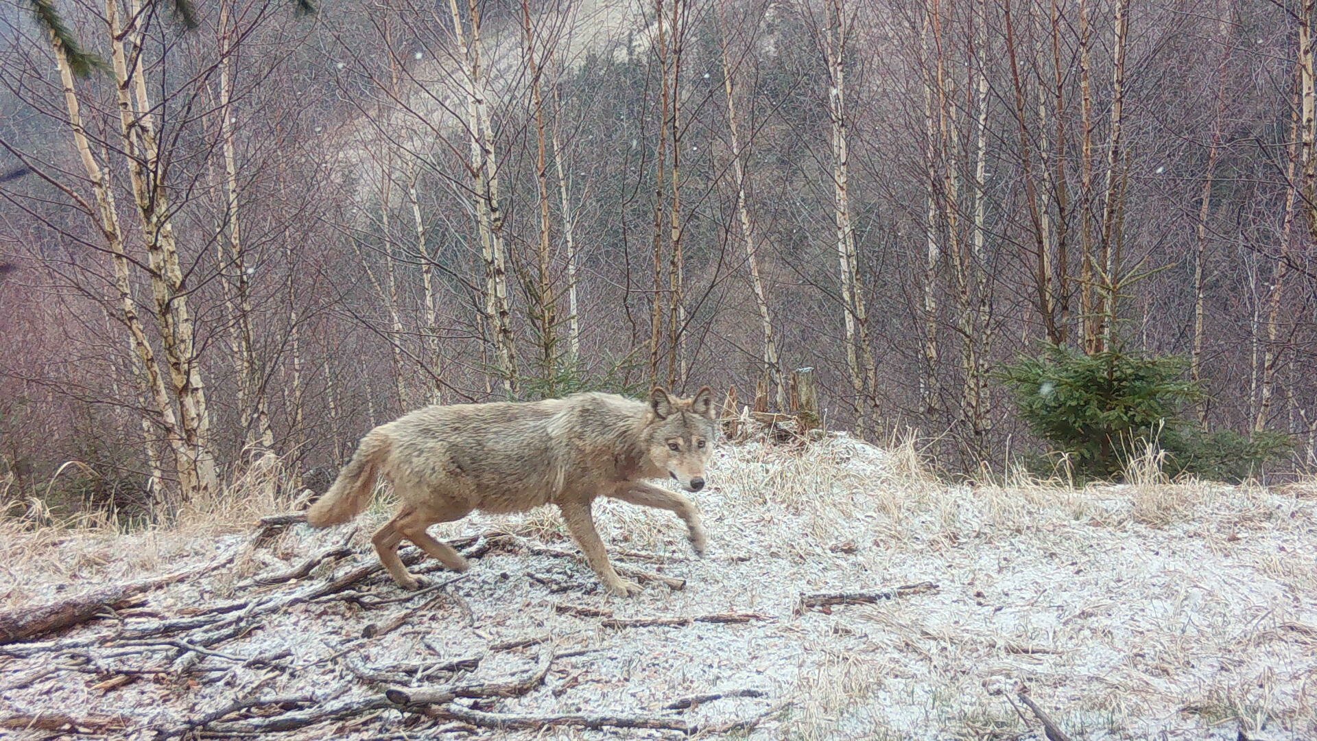 Dva sledovaní vlci na Broumovsku nevykazují rizikové chování