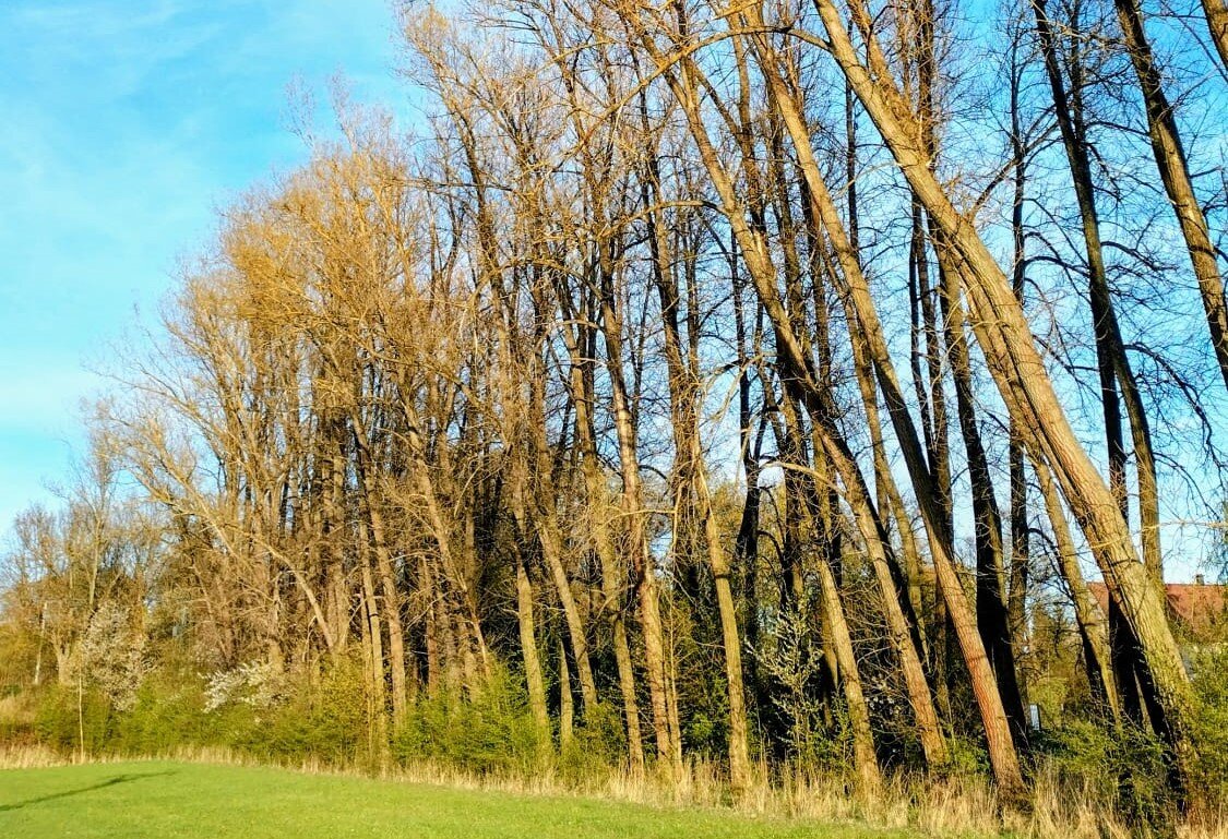 Větrolam
