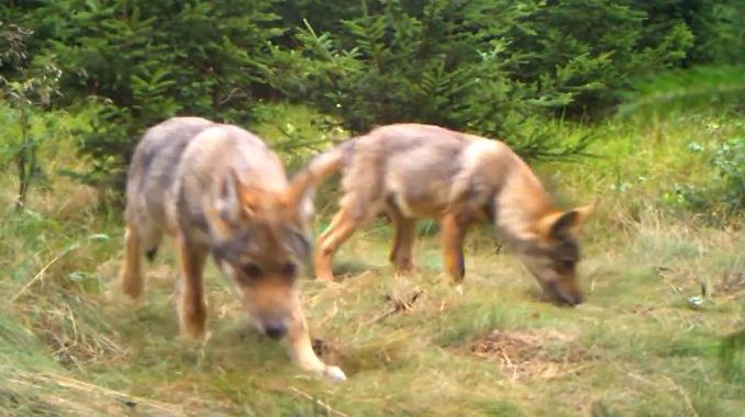 Královéhradecký kraj hledá způsob, jak pomoci předcházet škodám způsobených vlkem