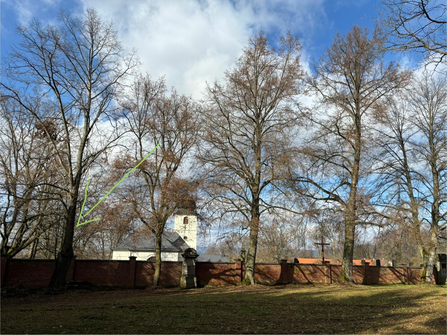 Okolo kostela v Martínkovicích se chystá kácení starých stromů. Místní je chtějí zachránit